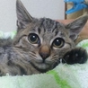 健康チェック済＊おめめくりくり男の子★２ヶ月 サムネイル2