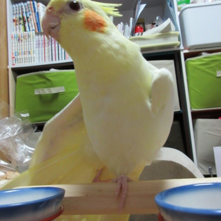 オカメインコ