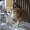 スコテッシュホールド♂茶シロ君  サムネイル4