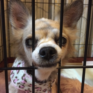 繁殖リタイア犬のピカちゃん