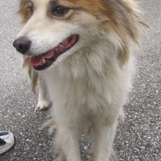飼い主危篤でセンターに殺処分持ち込みの１５才の犬