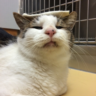 人懐っこい猫ちゃんです