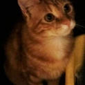 美形子猫兄妹生後２ヶ月　（長毛等）
