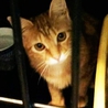 美形子猫兄妹生後２ヶ月　（長毛等） サムネイル6