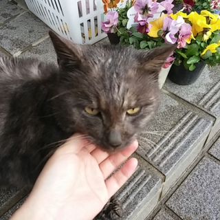 理解ある方、野良猫君の里親さんを募集しています!!