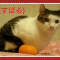 多頭崩壊の猫達の家族を①昴