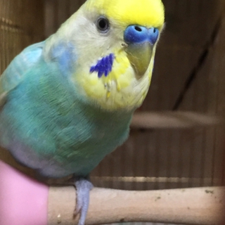 セキセイインコ♂