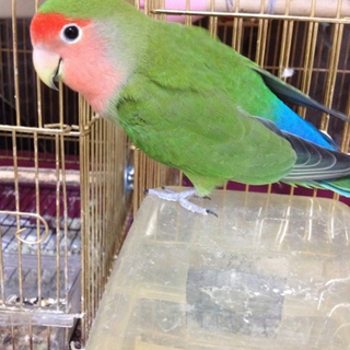 コザクラインコ♀