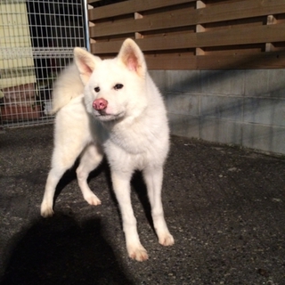 真っ白な秋田の男の子