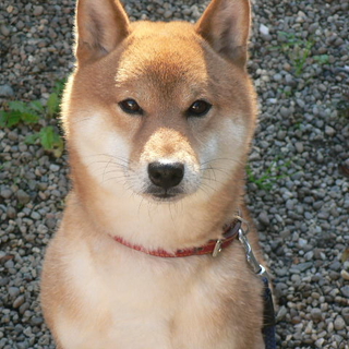 2歳の柴犬、男の子の家族を募集中！！