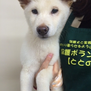 柴３ヶ月子犬男の子です