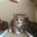 愛知県内で！生後１ヶ月の３姉妹の子猫！