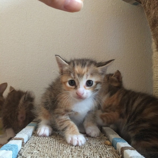 愛知県内で！生後１ヶ月の３姉妹の子猫！
