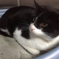 白黒若猫保護中