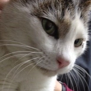 狭いケージ内でみゃーみゃーと鳴き続けている男の子