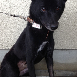 ■柴犬風■黒い雑種の男のコ※センター保護犬です