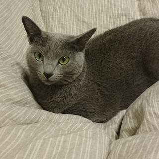 家族の一員として迎えていただける方
