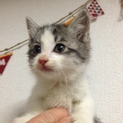 仔猫里親募集