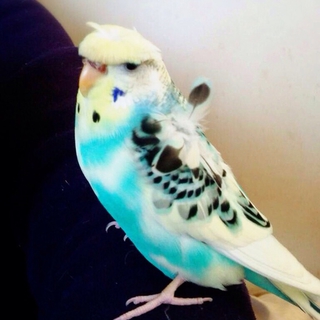 手乗り梵天羽衣インコ里親募集