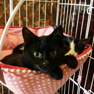 穏やかで性格のいいモノクロ兄弟、まっくろくろすけ