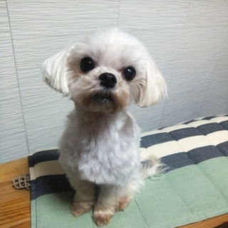 マルチーズのキャンディちゃん。べっぴんさんです。