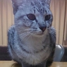 人が大好き 7～8ヶ月のアメショーくん サムネイル2