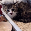 (u_u)雑種の仔猫の兄妹 2か月