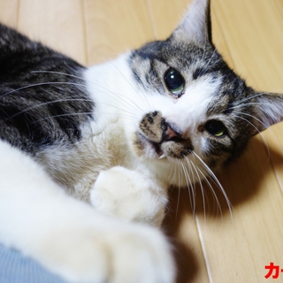 けなげな甘えたくん・・