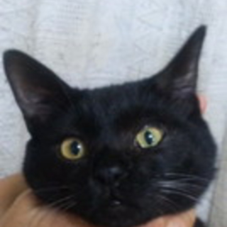 健康チェック済＊甘えん坊の黒猫くん＊３ヶ月