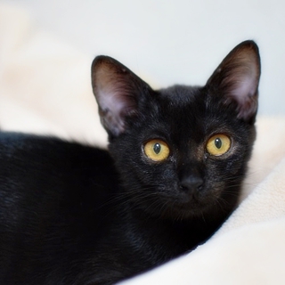 かぎしっぽの黒猫ちゃんです！