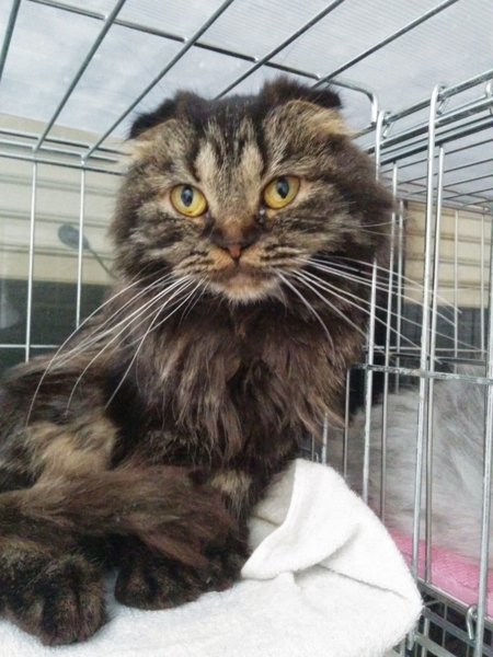 超可愛くてでも面白い顔し 東京都 猫の里親募集 ペットのおうち 月間利用者150万人