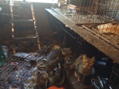 超可愛くてでも面白い顔し 東京都 猫の里親募集 ペットのおうち 月間利用者150万人