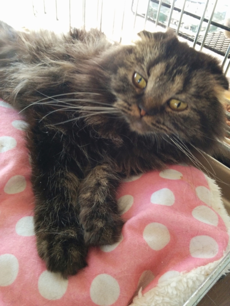 超可愛くてでも面白い顔し 東京都 猫の里親募集 ペットのおうち 月間利用者150万人