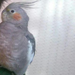 オカメインコの里親様募集