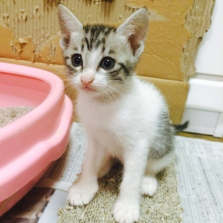 元気いっぱいの子猫