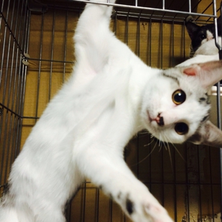甘えん坊の子猫