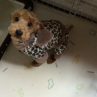 可愛がってくれる方 里親様キャンセルのため急募です