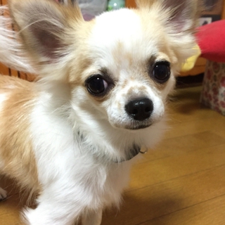 チワワ 人懐っこい男の子