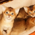 【東海地方】アビシニアンの子猫をお譲りします