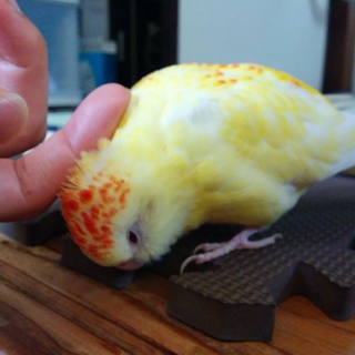 手乗りビセイインコの里親募集