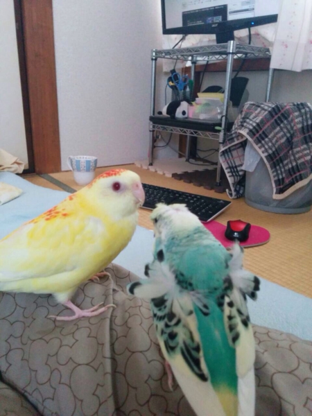 手乗りビセイインコの里親募集 東京都 鳥の里親募集 ペットのおうち 月間利用者150万人