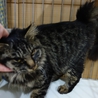 ★ゴージャス長毛姉妹猫「えびちゃん」★ サムネイル4