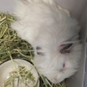 かわいいモルちゃん サムネイル4