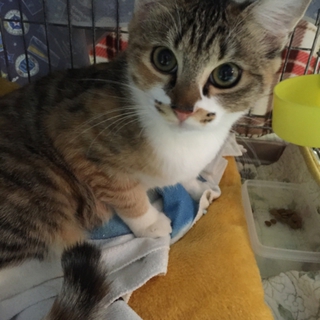 急募！ママ猫と４兄弟→コハル♀、推定8ヶ月