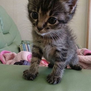 かわいい子猫の里親さんを募集します。