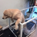渡航のため