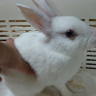 子うさぎの里親募集中‼