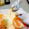 セキセイインコ2羽の里親さん募集してます。 サムネイル2