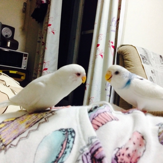 セキセイインコ2羽の里親さん募集してます。