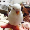 セキセイインコ2羽の里親さん募集してます。 サムネイル4